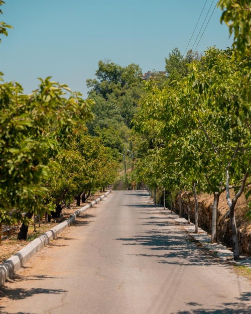 Cherry Blossom Boutique Hotel image 15